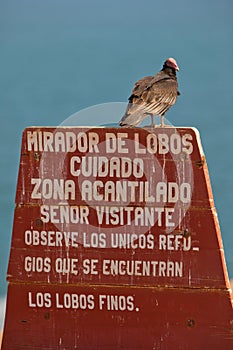 Turkey Vulture on poster