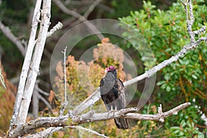 Turkey Vulture resting on tree branch