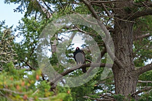 Turkey Vulture resting on tree branch