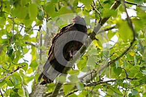 Turkey Vulture resting on tree branch