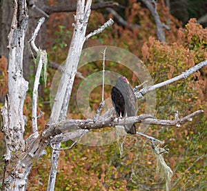 Turkey Vulture resting on tree branch