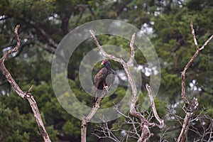 Turkey Vulture resting on tree branch