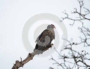 Turkey Vulture resting on tree branch