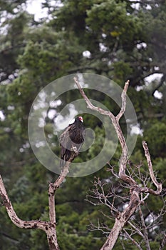 Turkey Vulture resting on tree branch