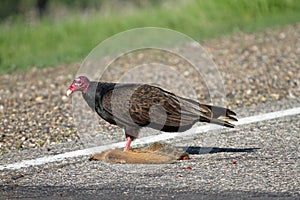 Turkey Vulture and Road Kill