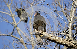 Turkey Vulture Roost, Georgia, USA