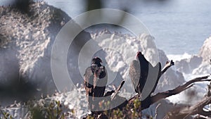 Turkey vulture, scavenger buzzard birds. Pelicans flock, Point Lobos, California
