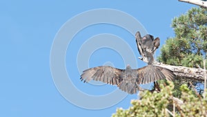 Turkey vulture, scavenger buzzard birds waiting hunting. California wildlife USA