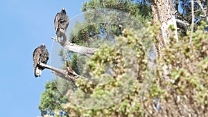 Turkey vulture, scavenger buzzard birds waiting hunting. California wildlife USA