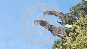 Turkey vulture, scavenger buzzard birds waiting hunting. California wildlife USA