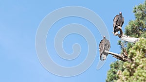 Turkey vulture, scavenger buzzard birds waiting hunting. California wildlife USA