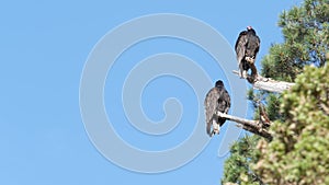 Turkey vulture, scavenger buzzard birds waiting hunting. California wildlife USA