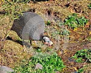 Turkey vulture scavenging