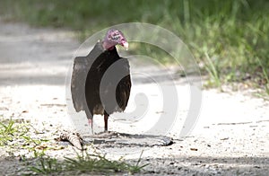 Turkey Vulture scavenging roadkill armadillo at Donnelley WMA, South Carolina, USA photo