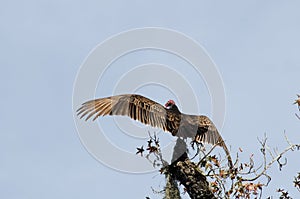 Turkey Vulture