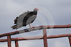 Turkey vulture that sits on the observation deck in the Zapata biosphere park