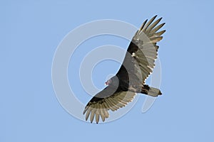 Turkey Vulture Soaring Against a Blue Sky