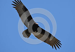 Turkey Vulture soaring in blue sky in the Okefenokee Swamp Wildlife Refuge