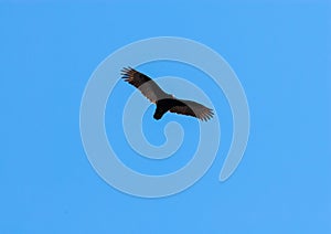 Turkey vulture soaring with outstretched wings on clear blue sky