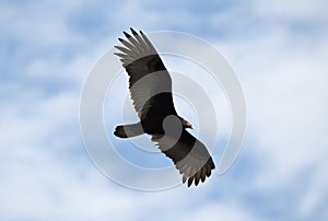 Turkey Vulture soaring over the Okefenokee Swamp Georgia