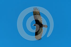 Turkey Vulture soaring overhead with wings spread wide
