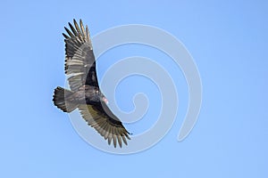 Turkey Vulture Soaring In The Sky