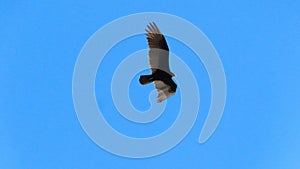 Turkey vulture soaring through the sky in the Florida Everglades