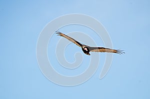 Turkey vulture soars above central Texas