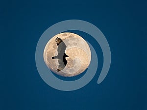 Turkey Vulture and Full Moon photo