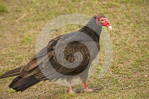 Turkey vulture standing on the ground in the Florida Everglades.