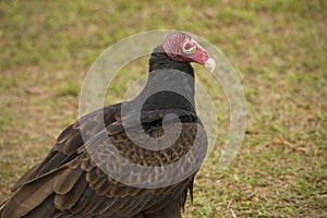 Turkey vulture standing on the ground in the Florida Everglades.