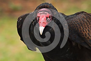 Turkey Vulture stare down