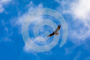 A Turkey Vulture Takes Flight 6