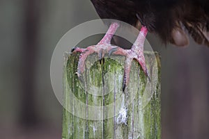 Turkey Vulture Talons