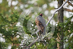 Turkey Vulture in tree