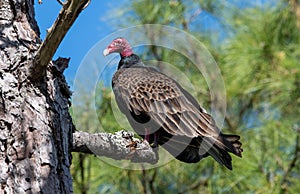 A turkey vulture in a tree.