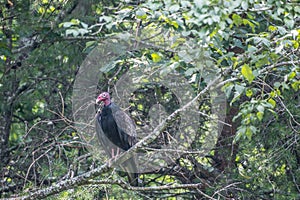 Turkey vulture in a tree closeup