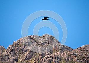 Turkey vulture in Villa de Merlo photo