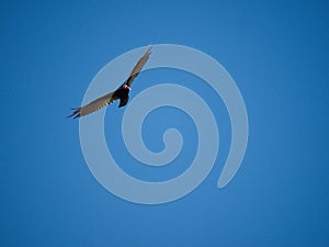 Turkey vulture in Villa de Merlo photo