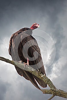 Turkey Vulture Waiting for the Storm