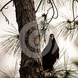 Turkey Vulture Waiting on a Tree, Big Cypress National Preserve, Florida