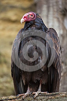 Turkey vulture (Cathartes aura) photo