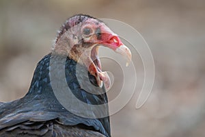 Turkey Vulture Yawning