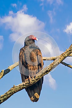 Turkey Vultures in Bombay Hook National Wildlife Refuge.Delaware.USA