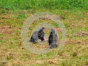 Turkey Vultures Cathartes aura in Cuba