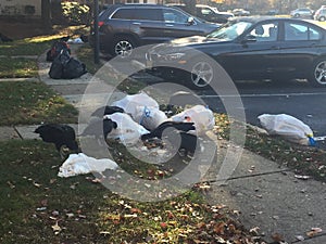 Turkey vultures congregating and scavenging on trash day