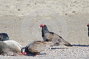 Turkey Vultures and dead seal ashore - Goat Rock Beach Northern California