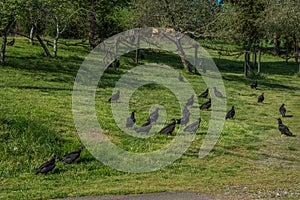 Turkey vultures in a field closeup