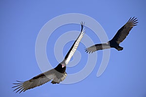 Turkey Vultures in Flight