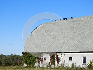 Turkey vultures rest on barn roof in FingerLakes